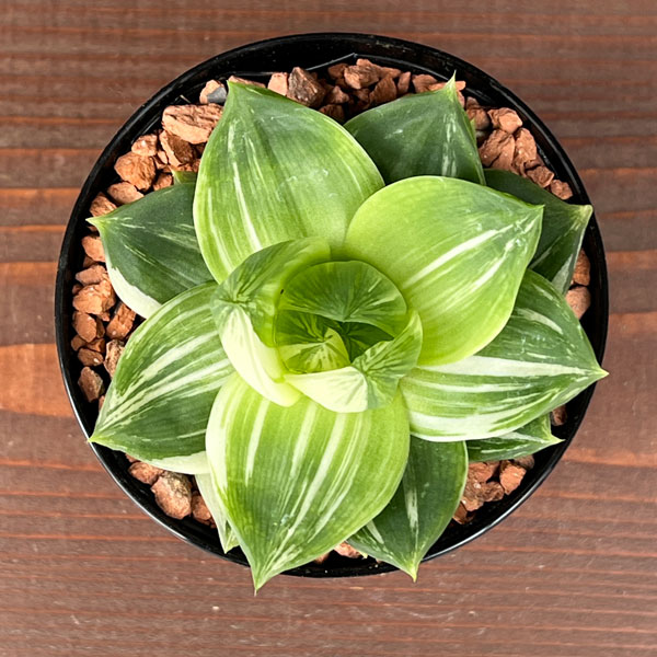 ハオルチア:プラニフォリア 花時計 3号鉢入り