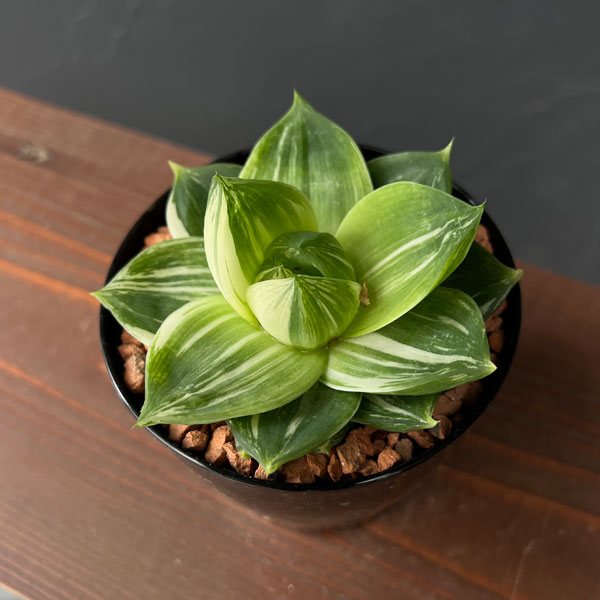 ハオルチア:プラニフォリア 花時計 3号鉢入り