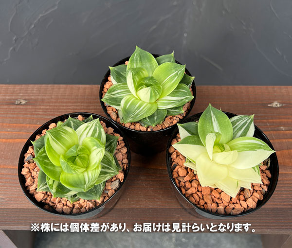 ハオルチア:プラニフォリア 花時計 3号鉢入り