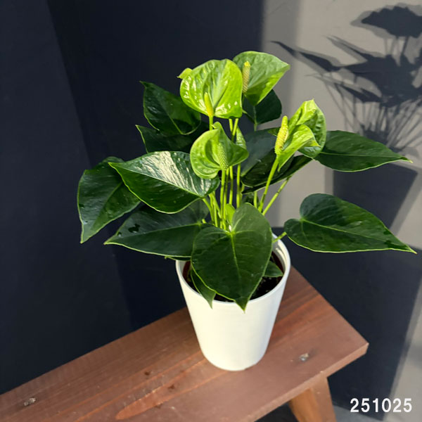 園芸ネット本店｜アンスリウム：スマラグト 4.5号鉢植え の通販【公式】