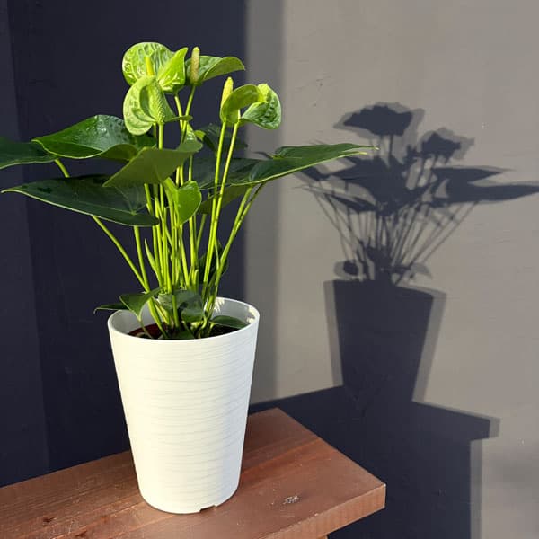 アンスリウム：スマラグト　4.5号鉢植え