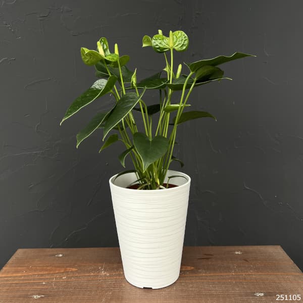 園芸ネット本店｜アンスリウム：スマラグト 4.5号鉢植え の通販【公式】