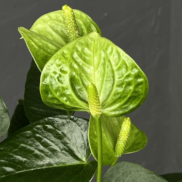 アンスリウム：スマラグト　4.5号鉢植え