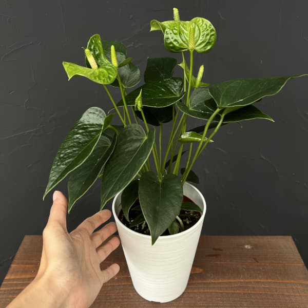 アンスリウム：スマラグト　4.5号鉢植え