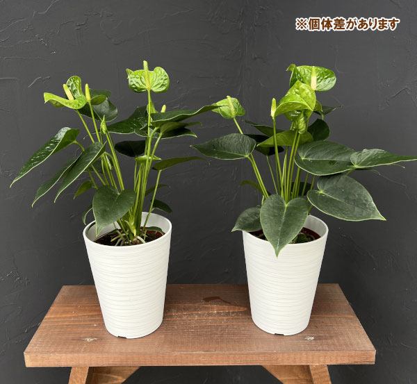 アンスリウム：スマラグト　4.5号鉢植え