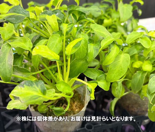 フィロデンドロン:ザナドゥ ライムコンパクタ 2.5号ポット