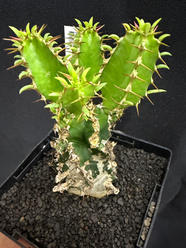 ユーフォルビア:ムランジーナ 3.5号鉢植え