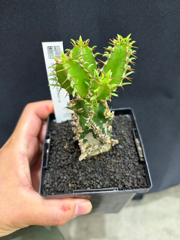 ユーフォルビア:ムランジーナ 3.5号鉢植え