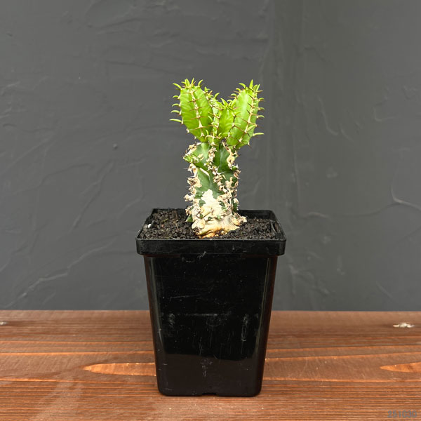 ユーフォルビア：ムランジーナ　3.5号鉢植え