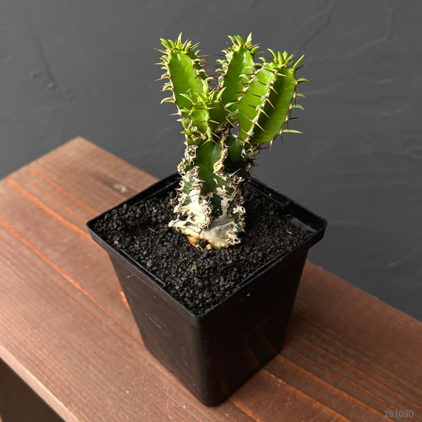 ユーフォルビア：ムランジーナ　3.5号鉢植え