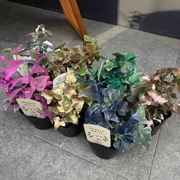 ヘデラ（アイビー）：レインボースペシャル3号ポット 7株セット