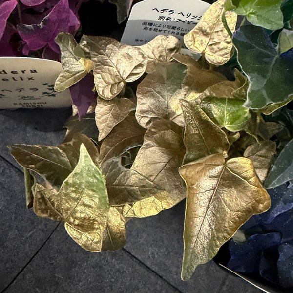 ヘデラ（アイビー）：レインボースペシャル3号ポット 7株セット