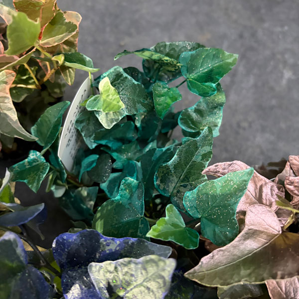 ヘデラ（アイビー）：レインボースペシャル3号ポット 7株セット