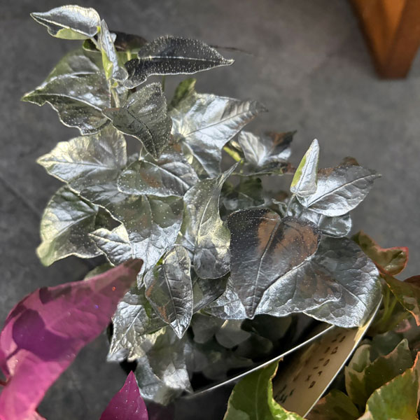 ヘデラ（アイビー）：レインボースペシャル3号ポット 7株セット