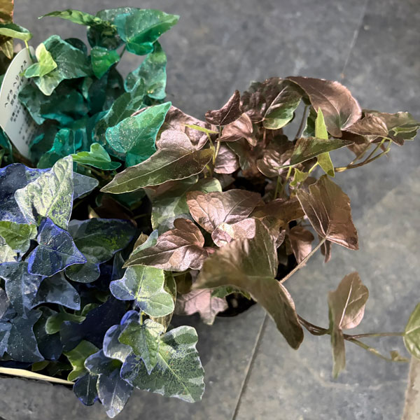 ヘデラ（アイビー）：レインボースペシャル3号ポット 7株セット