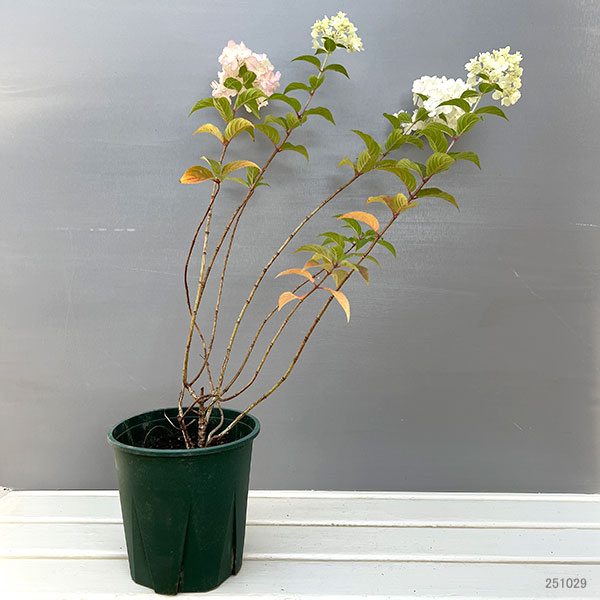 ノリウツギ（ハイドランジア パニキュラータ）：プチチェリー6号ポット