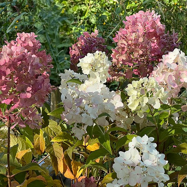 ノリウツギ（ハイドランジア パニキュラータ）：プチチェリー6号ポット