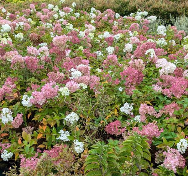 ノリウツギ（ハイドランジア パニキュラータ）：プチチェリー6号ポット