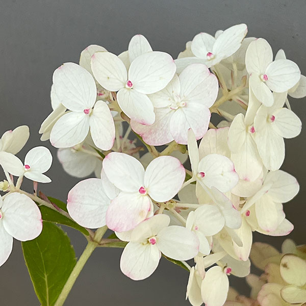 ノリウツギ（ハイドランジア パニキュラータ）：プチチェリー6号ポット