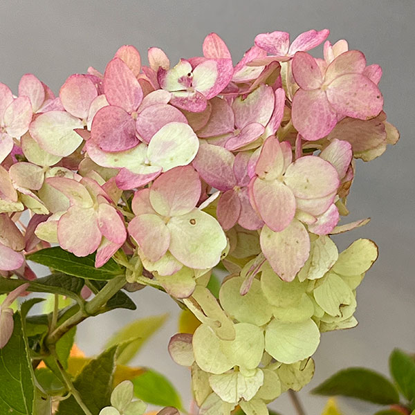 ノリウツギ（ハイドランジア パニキュラータ）：プチチェリー6号ポット