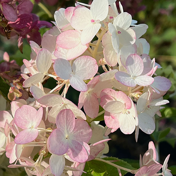 ノリウツギ（ハイドランジア パニキュラータ）：プチチェリー6号ポット