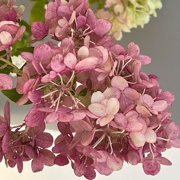 ノリウツギ（ハイドランジア パニキュラータ）：プチチェリー6号ポット