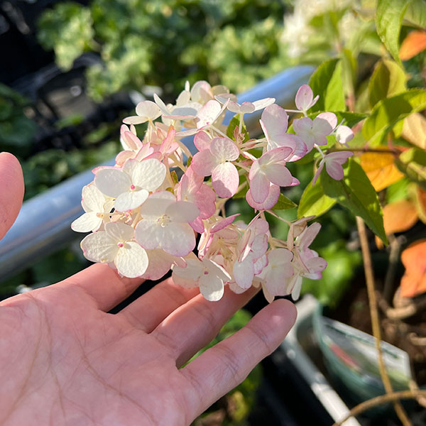 ノリウツギ（ハイドランジア パニキュラータ）：プチチェリー6号ポット