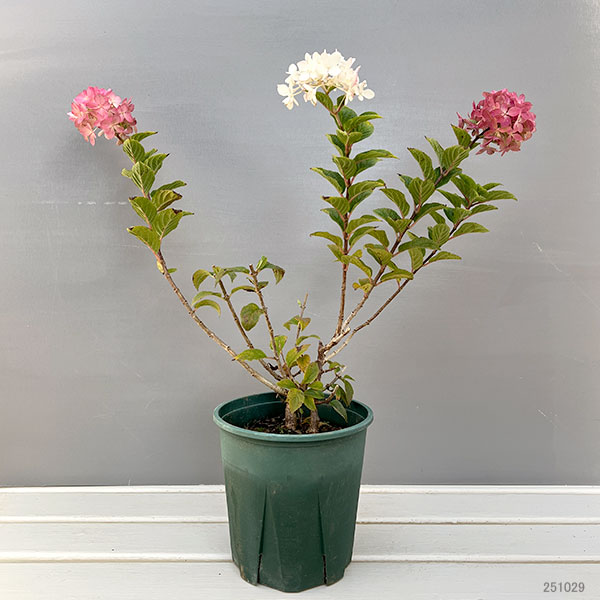 ノリウツギ（ハイドランジア パニキュラータ）：プチスター6号ポット