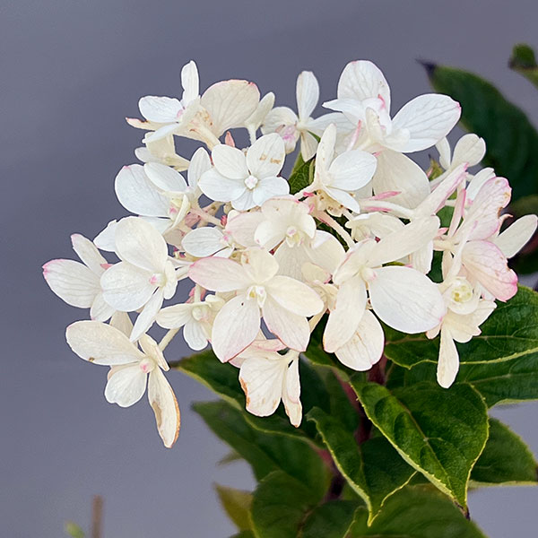 ノリウツギ（ハイドランジア パニキュラータ）：プチスター6号ポット