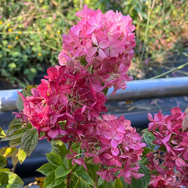 ノリウツギ（ハイドランジア パニキュラータ）：プチスター6号ポット