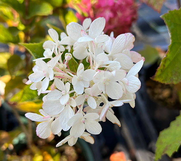 ノリウツギ（ハイドランジア パニキュラータ）：プチスター6号ポット