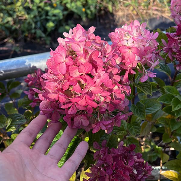 ノリウツギ（ハイドランジア パニキュラータ）：プチスター6号ポット