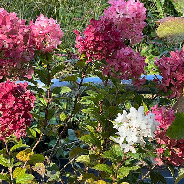 ノリウツギ（ハイドランジア パニキュラータ）：プチスター6号ポット