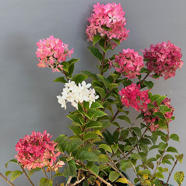 ノリウツギ（ハイドランジア パニキュラータ）：プチスター6号ポット