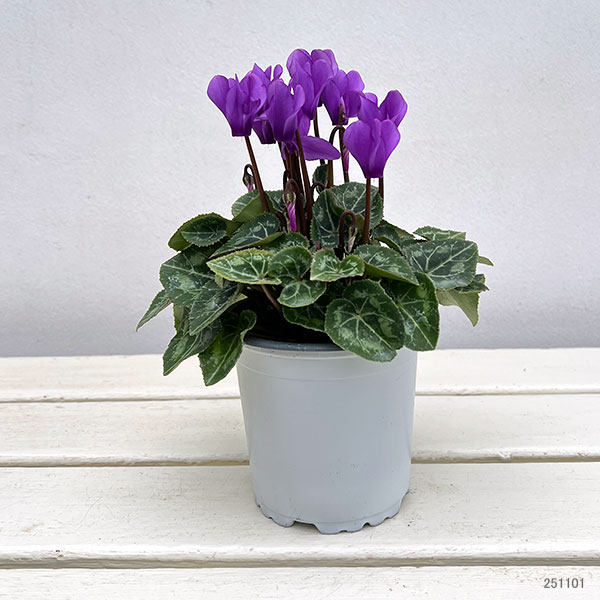 園芸ネット本店｜シクラメン：ドラゴン ディープブルー3.5号ポット* の
