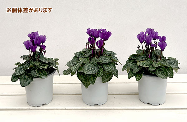 園芸ネット本店｜シクラメン：ドラゴン ディープブルー3.5号ポット* の