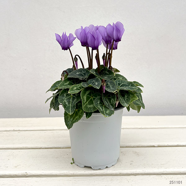 園芸ネット本店｜シクラメン：ドラゴン ライトブルー3.5号ポット* の