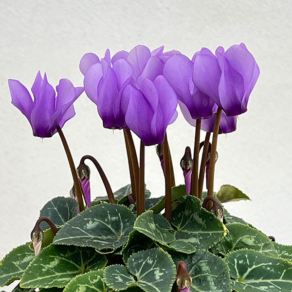 園芸ネット本店｜シクラメン：ドラゴン ライトブルー3.5号ポット* の