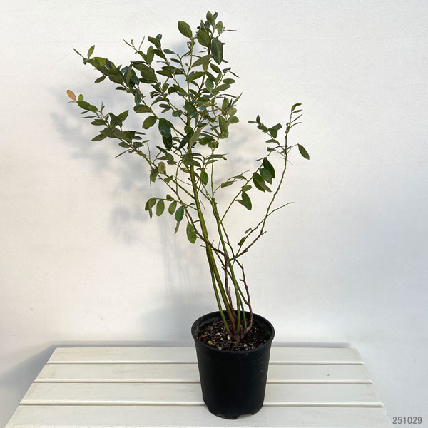 ブルーベリー(サザンハイブッシュ系):ミスティー7号ポット