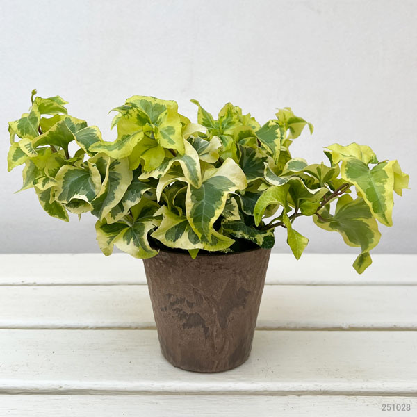 ヘデラ（アイビー）：乙姫（オトヒメ）3.5号鉢植え