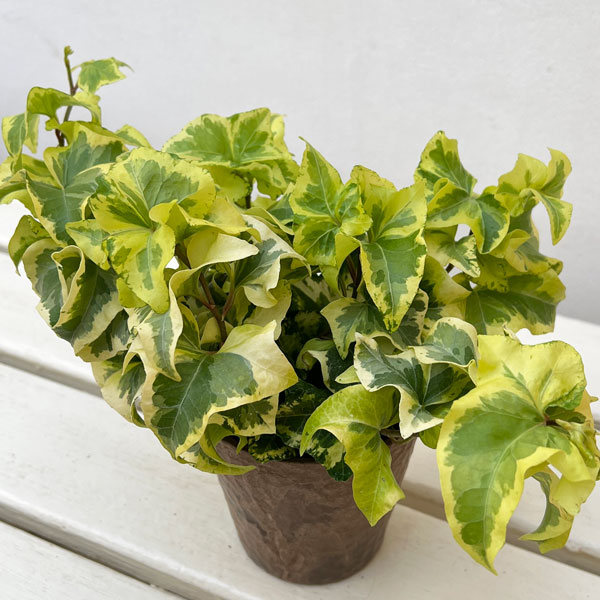 ヘデラ（アイビー）：乙姫（オトヒメ）3.5号鉢植え