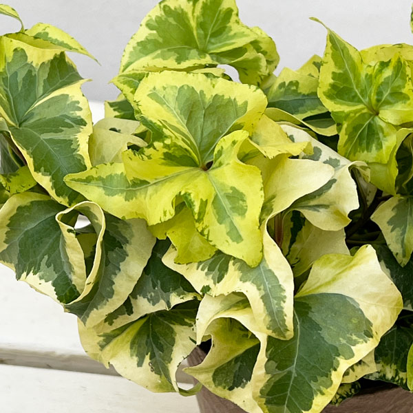 ヘデラ（アイビー）：乙姫（オトヒメ）3.5号鉢植え