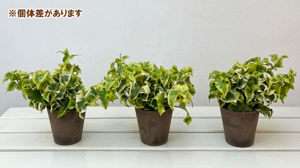 ヘデラ（アイビー）：乙姫（オトヒメ）3.5号鉢植え