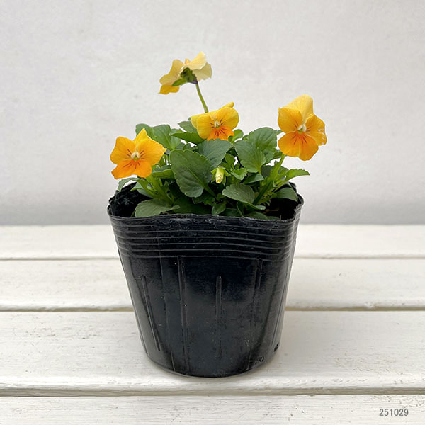 ビオラ：ビオラプラス　オレンジリップ3-3.5号ポット