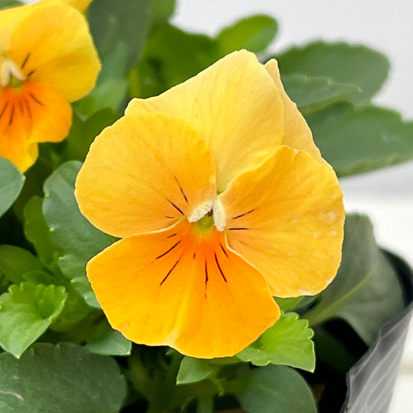 ビオラ：ビオラプラス　オレンジリップ3-3.5号ポット