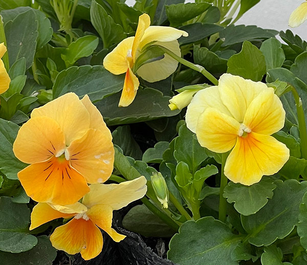 ビオラ：ビオラプラス　オレンジリップ3-3.5号ポット