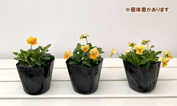 ビオラ：ビオラプラス　オレンジリップ3-3.5号ポット