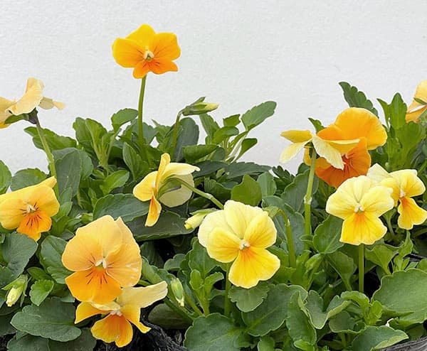 ビオラ：ビオラプラス　オレンジリップ3-3.5号ポット