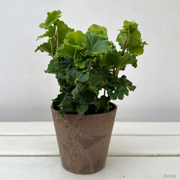 ヘデラ（アイビー）：コスモ3.5号鉢植え