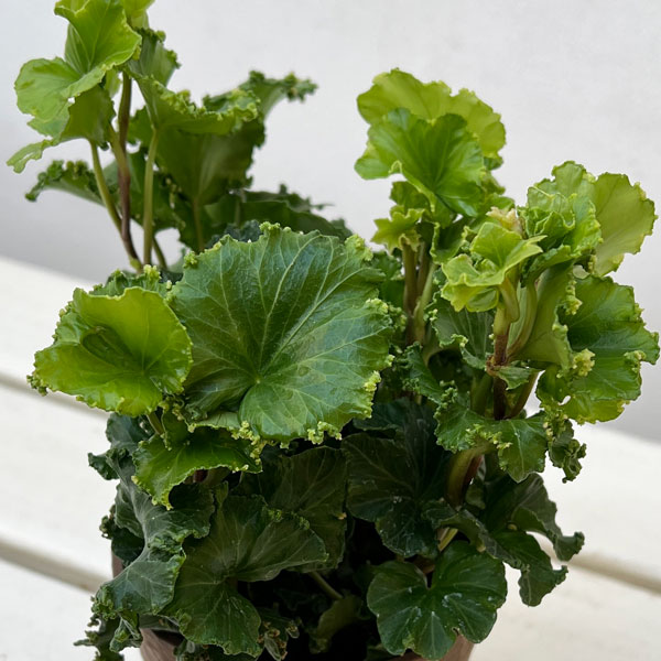 ヘデラ（アイビー）：コスモ3.5号鉢植え